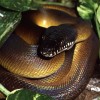 Leiopythonliasis Albertisii